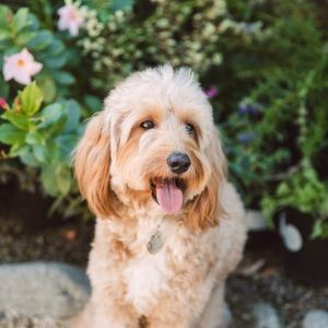 Meet your Posher, Joe